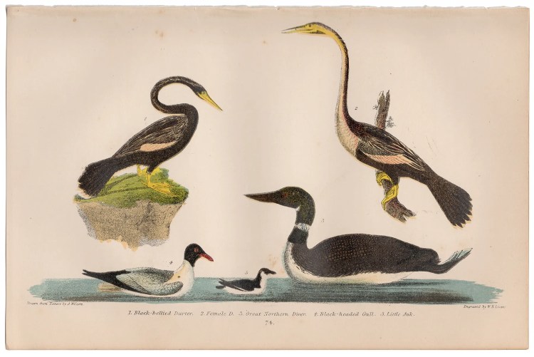 Wilson American Ornithology Plate 74 Darter, Little Auk
