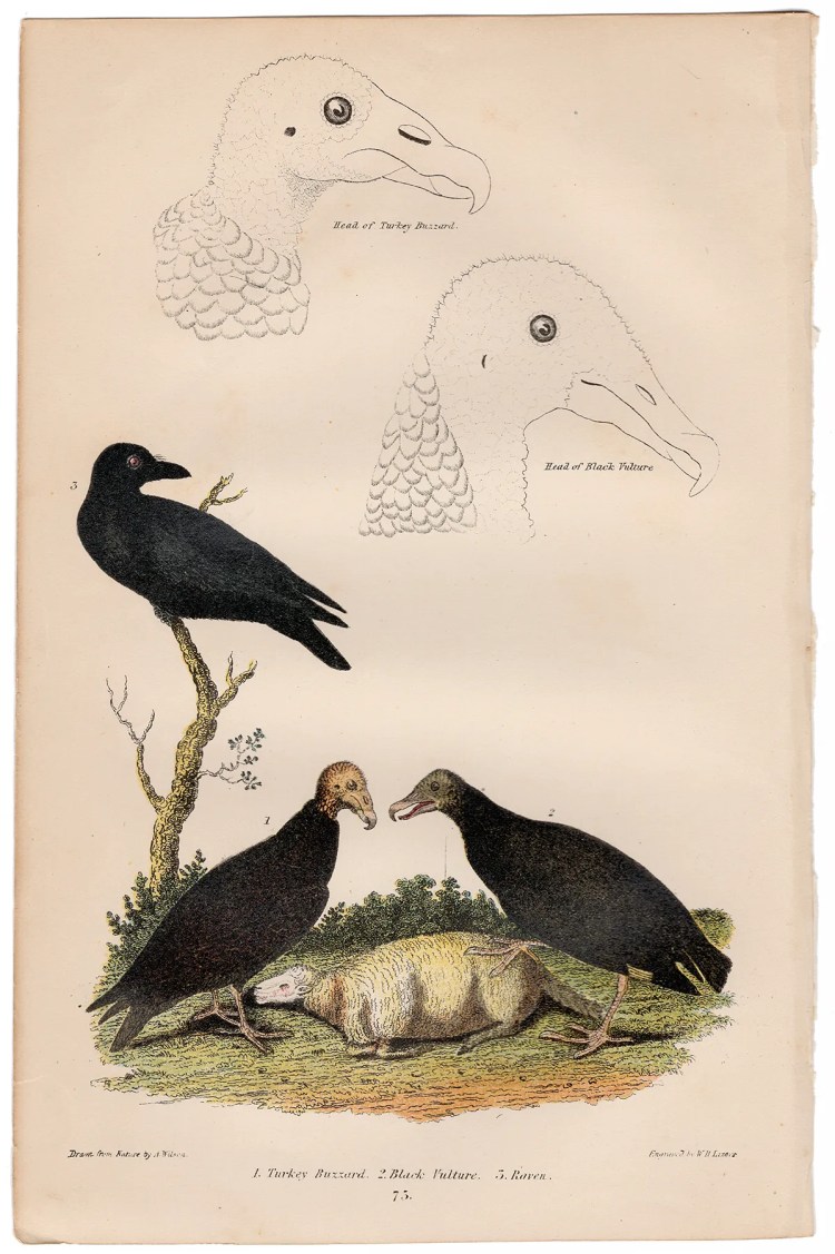 Wilson American Ornithology Plate 75 Turkey Buzzard, Raven