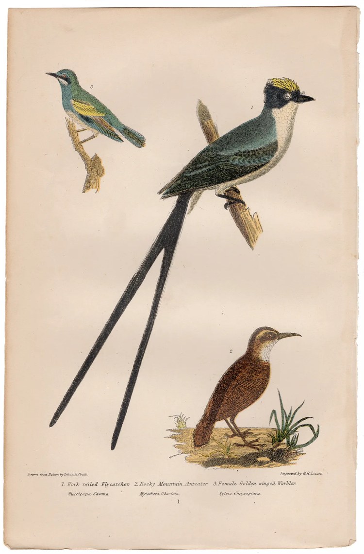 Wilson American Ornithology Supp Plate 1 Fork-tailed Flycatcher