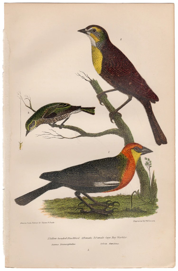 Wilson American Ornithology Supp Plate 3 Yellow-headed Blackbird