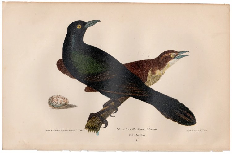 Wilson American Ornithology Supp Plate 4 Blackbird
