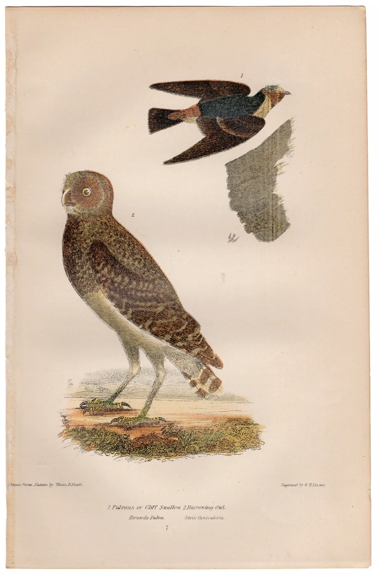 Wilson American Ornithology Supp Plate 7 Cliff Swallow
