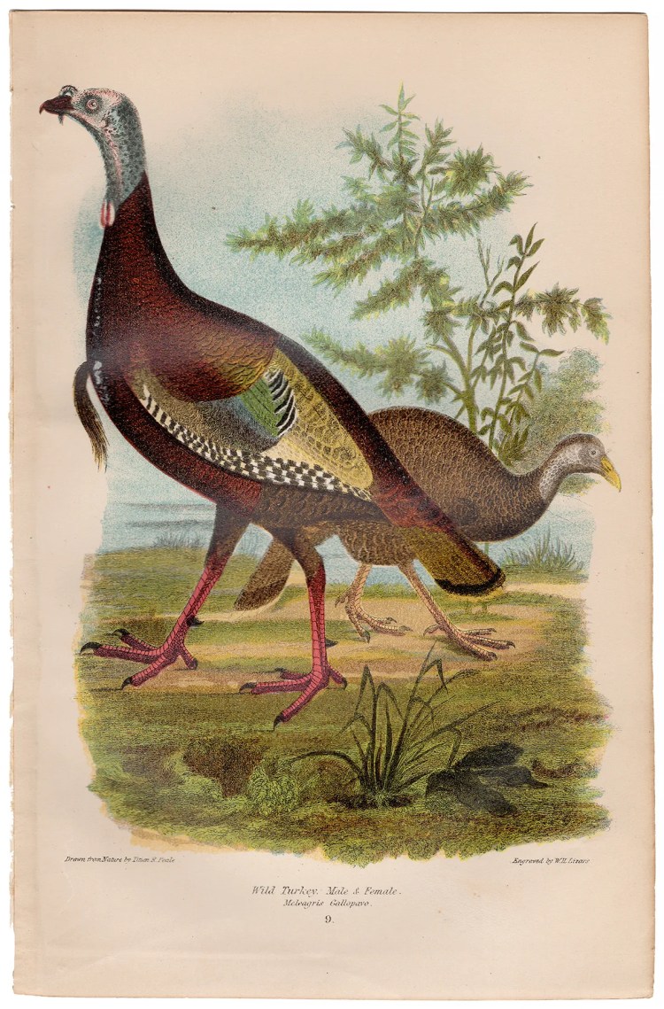 Wilson American Ornithology Supp Plate 9 Wild Turkey