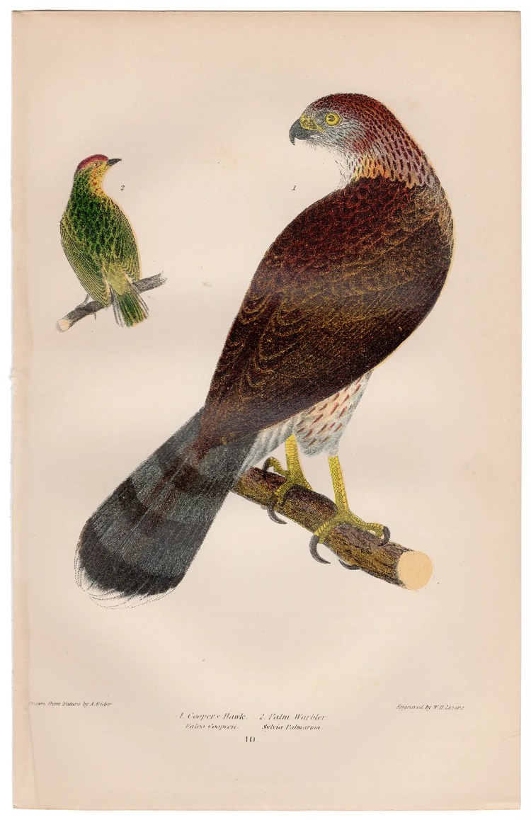 Wilson American Ornithology Supp Plate 10 Cooper's Hawk