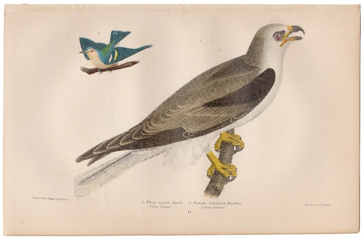 Wilson American Ornithology Supp Plate 11 White-tailed Hawk