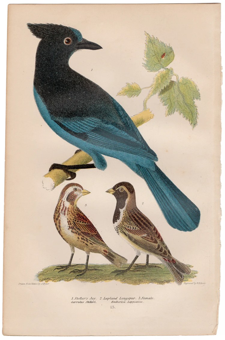 Wilson American Ornithology Supp Plate 13 Stellar Jay