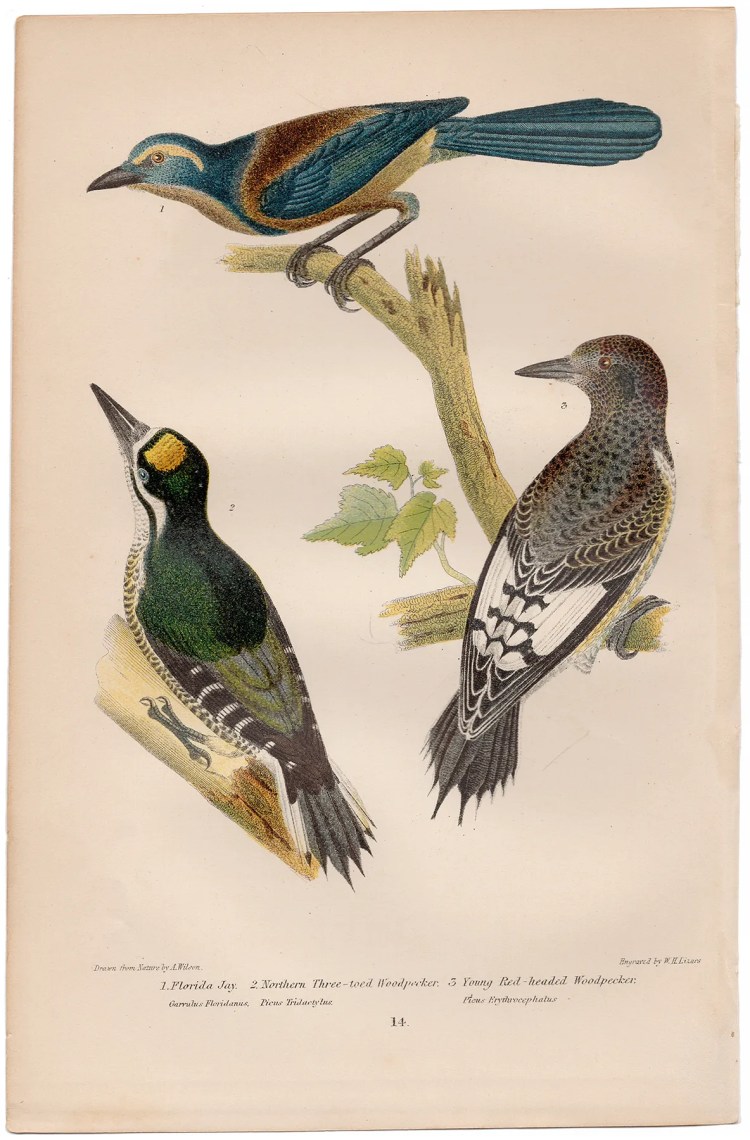 Wilson American Ornithology Supp Plate 14 Florida Jay