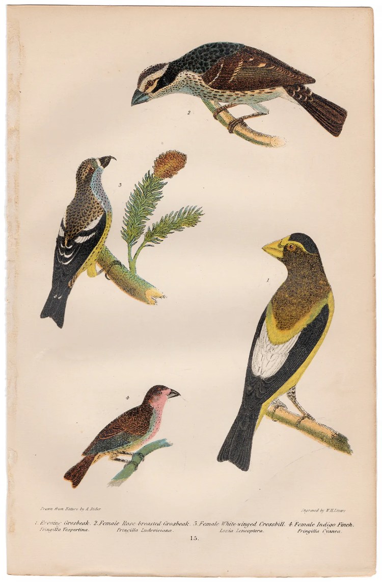 Wilson American Ornithology Supp Plate 15 Evening Grosbeak