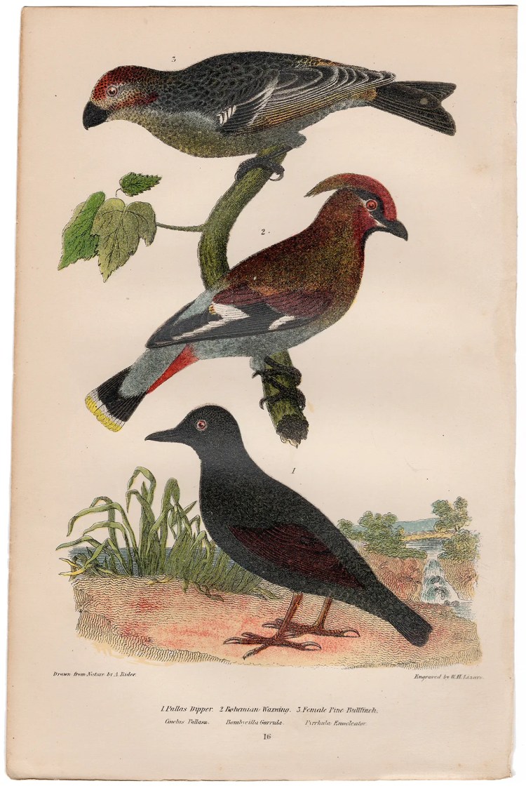 Wilson American Ornithology Supp Plate 16 Bohemian Waxwing