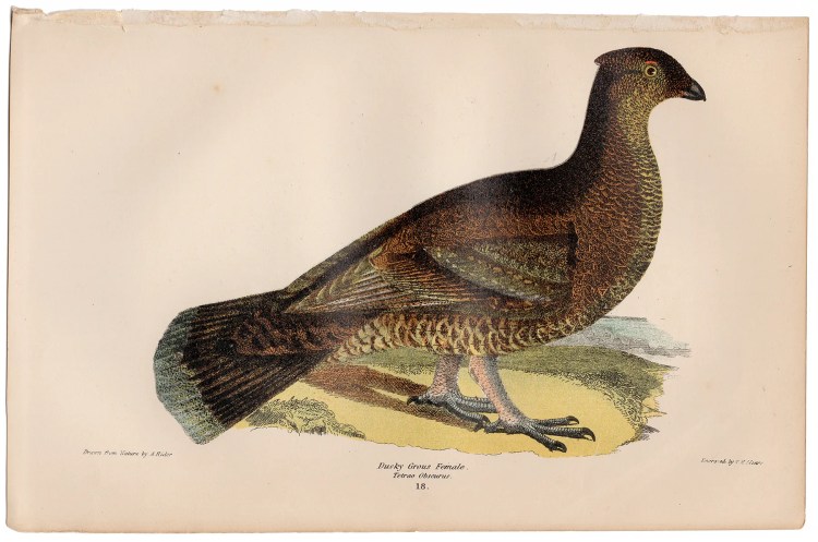 Wilson American Ornithology Supp Plate 18 Dusky Grouse