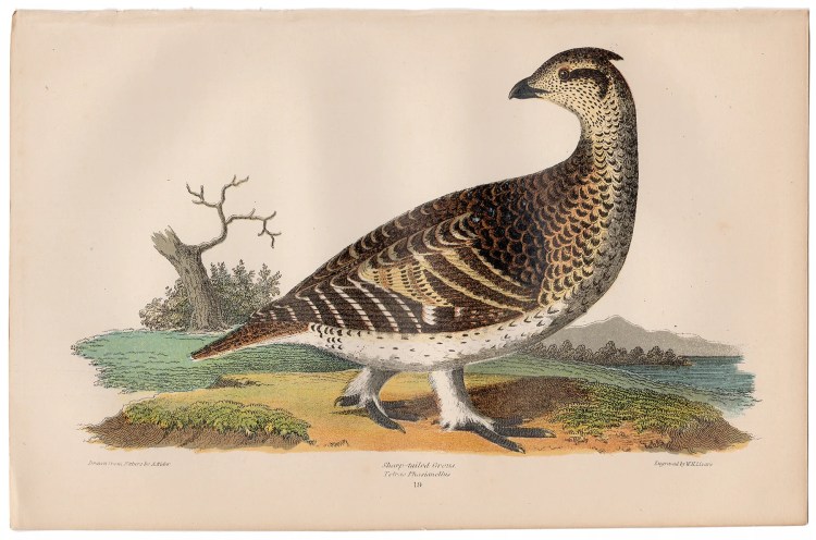 Wilson American Ornithology Supp Plate 19 Sharp-tailed Grouse