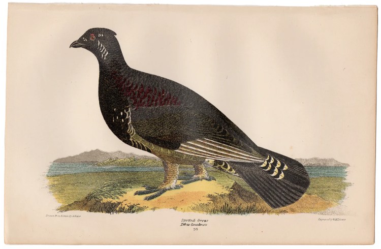 Wilson American Ornithology Supp Plate 20 Spotted Grouse