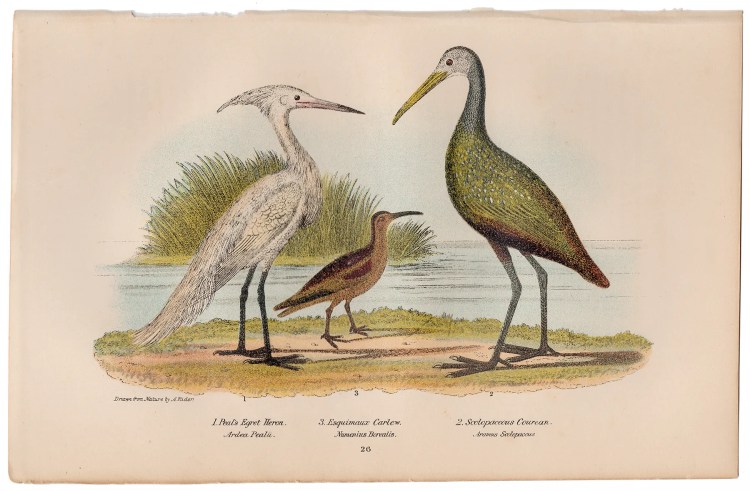 Wilson American Ornithology Supp Plate 26 Peal's Egret Heron