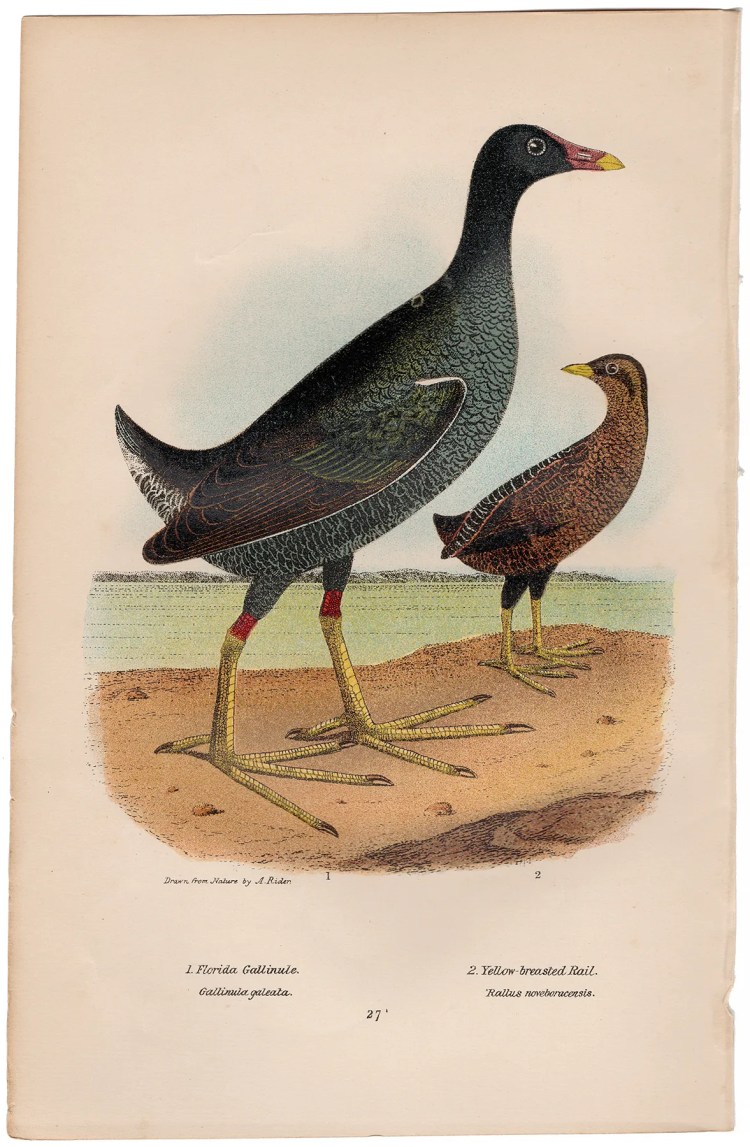 Wilson American Ornithology Supp Plate 27 Florida Gallinule