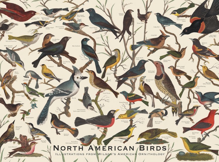 North American Birds Puzzle: 1,000-Piece Vintage Bird Jigsaw Puzzle, Bird Identification