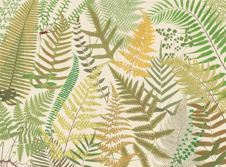 Among the Ferns Puzzle: 1,000-Piece Vintage Botanical Jigsaw Puzzle, Fern Identification